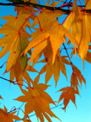 autumn01.jpg