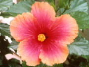 spring01.jpg